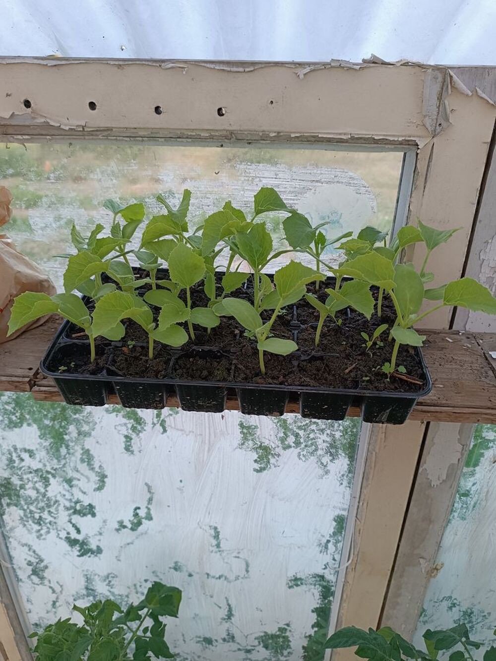 Plants de l&eacute;gumes bio Jardin