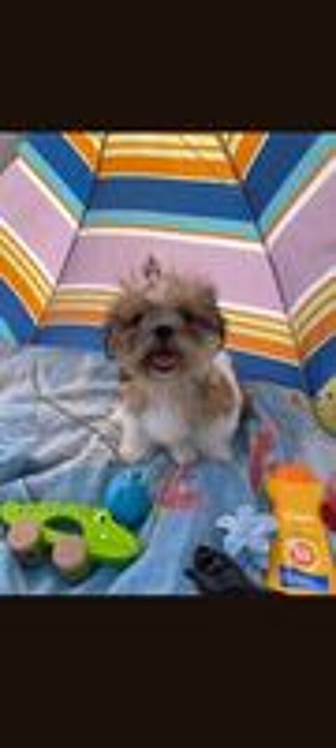   Adorable femelles Shih. Tzu 