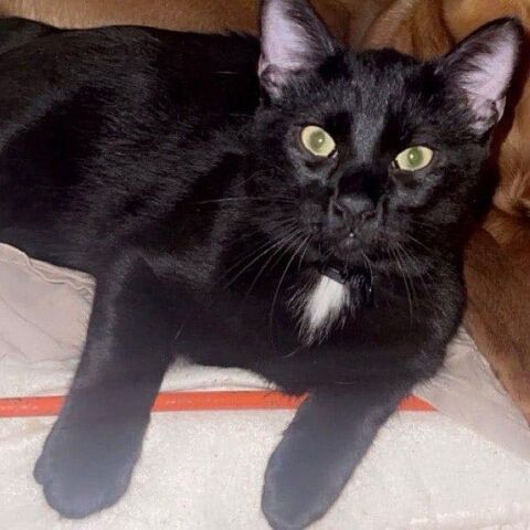 GOJO 180 26100 Romans-sur-is�re