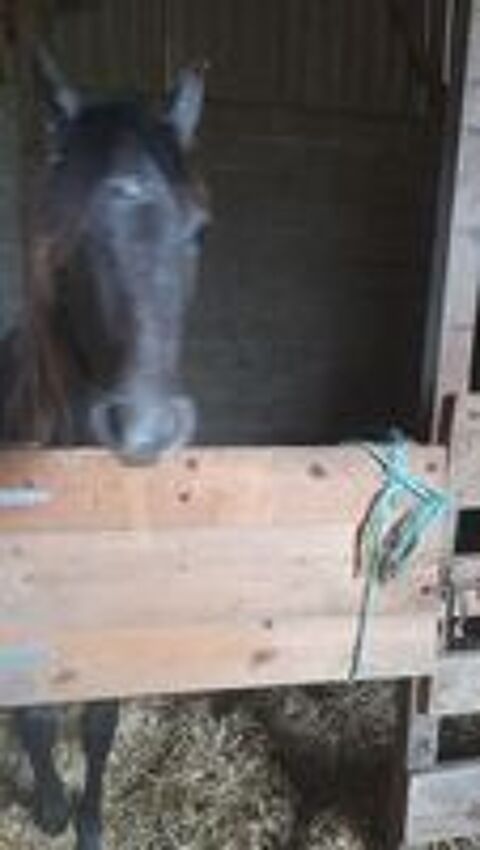   Magnifique pouliche demi sans arabe layla ds arabians  