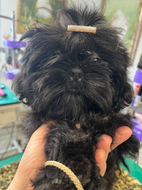 Magnifique chiot shih tzu LOF 800 58350 Nannay