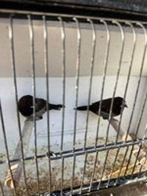   Moineau du japon 