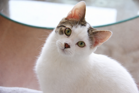 MEMPHIS chaton blanc et gris de 6 mois 225 92260 Fontenay-aux-roses