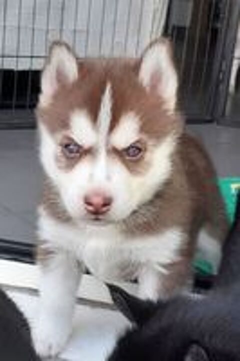   HUSKY FEMELLE LOF CHOCOLAT 