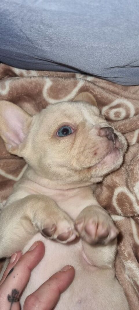 Bulldog couleurs exotiques 1150 31380 Villari�s