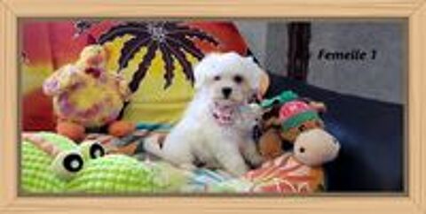   CHIOTS BICHON MALTAIS (femelle) 