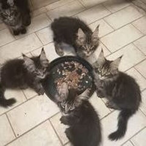   Chatons males /femelles  differantes couleurs 