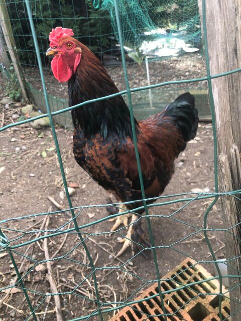 Poules BRAHMAS 0 31800 Saint-gaudens