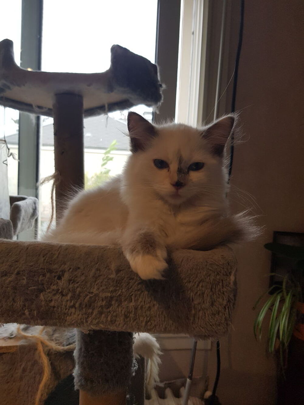   Chaton ragdoll 