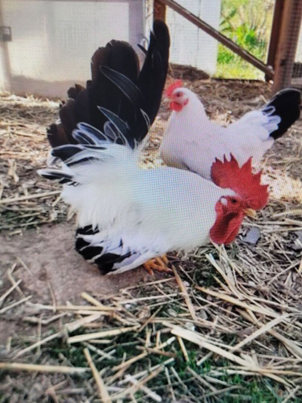   Poules naines 