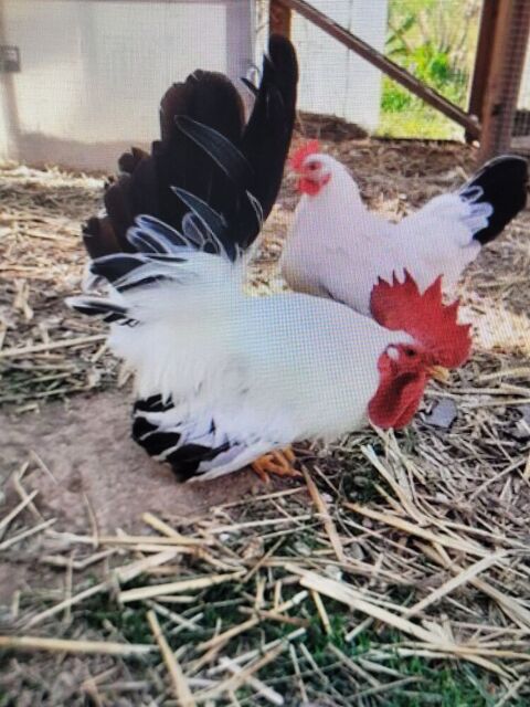 Poules naines 40 44110 Erbray