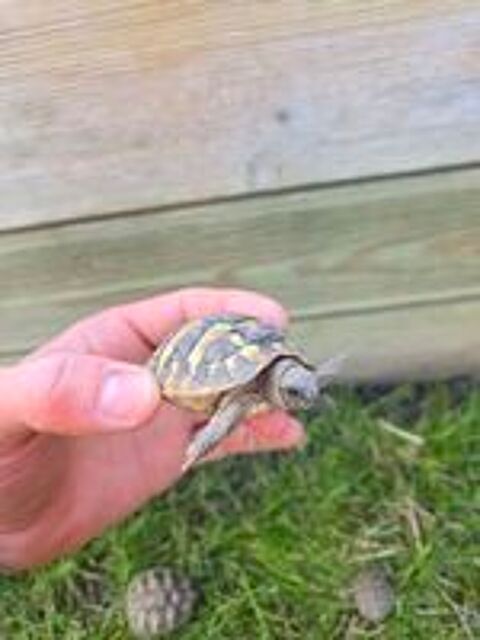   Tortue de terre  