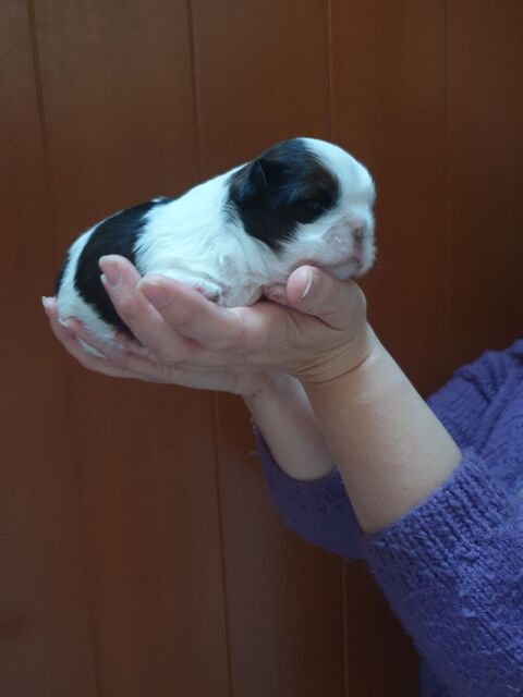 A réservé chiot shih tzu 1000 59124 Escaudain