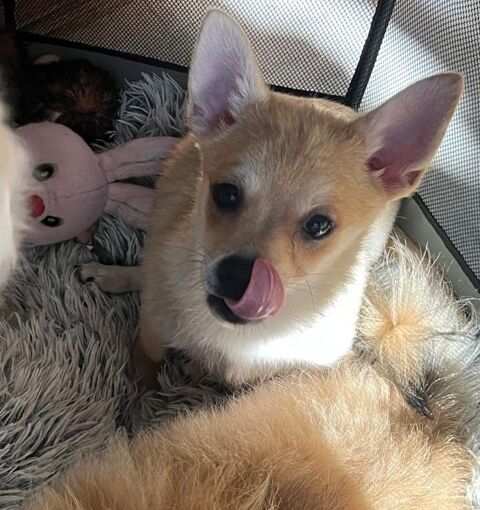 Adorables chiots Pomchi disponibles ???
1300 75011 Paris