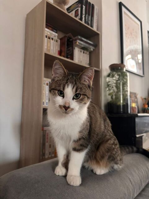 Locky, chat tigr&eacute; et blanc &agrave; adopter 200 18200 Saint-amand-montrond