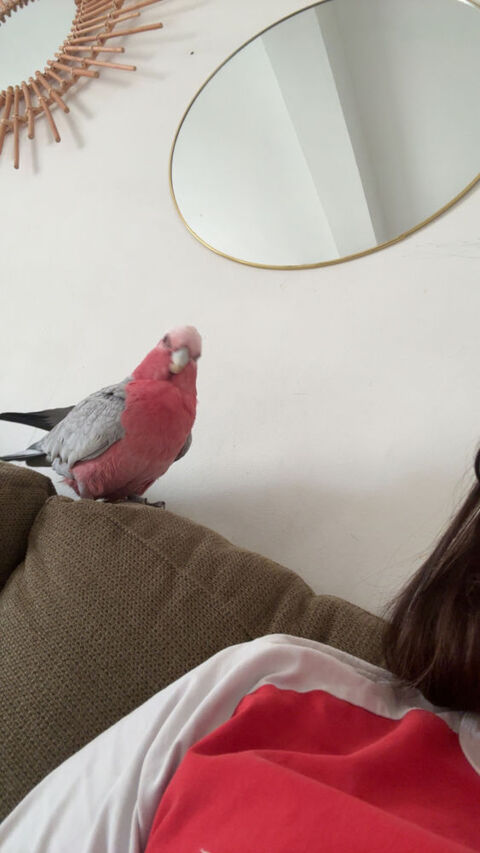 Recherche m&acirc;le rosalbin  0 13210 Saint-r�my-de-provence