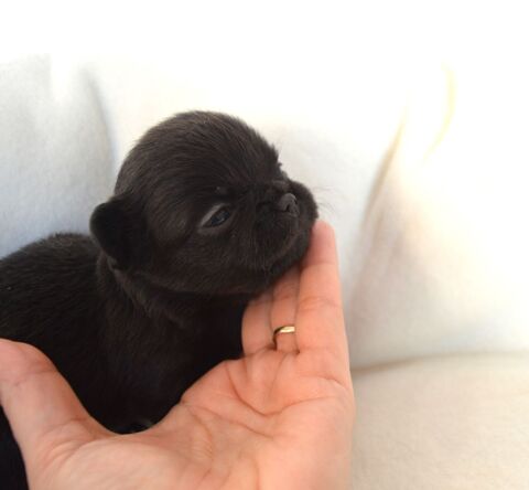 3 femelles chihuahua à réserver 1200 85250 Saint-andr-goule-d'oie