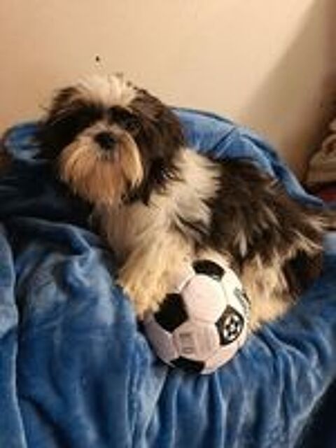   Shih tzu  
