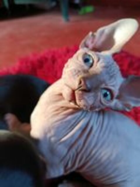   BOUCHON bb mâle  Sphynx  ultra câlin aux magnifiques verts  