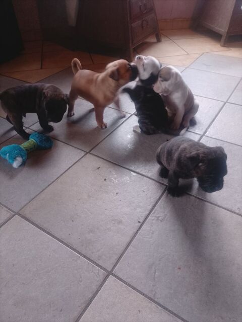 A r&eacute;server 5 magnifique chiots bulldog continental  1000 31660 Bessi�res