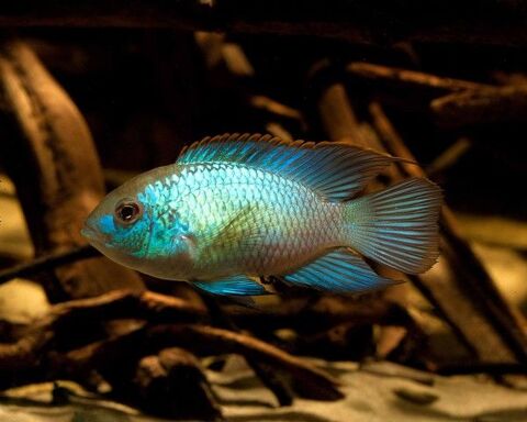 Cichlidés américain 15 44210 Pornic