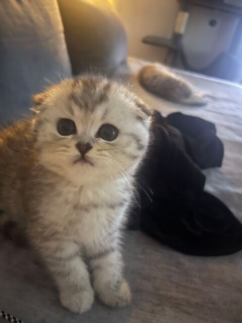 Magnifique chaton Scotisch fold 650 72000 Le mans