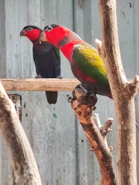 couples loris tricolore 900 38300 Bourgoin-jallieu