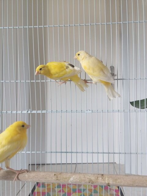 Canaris 20 37110 Saunay