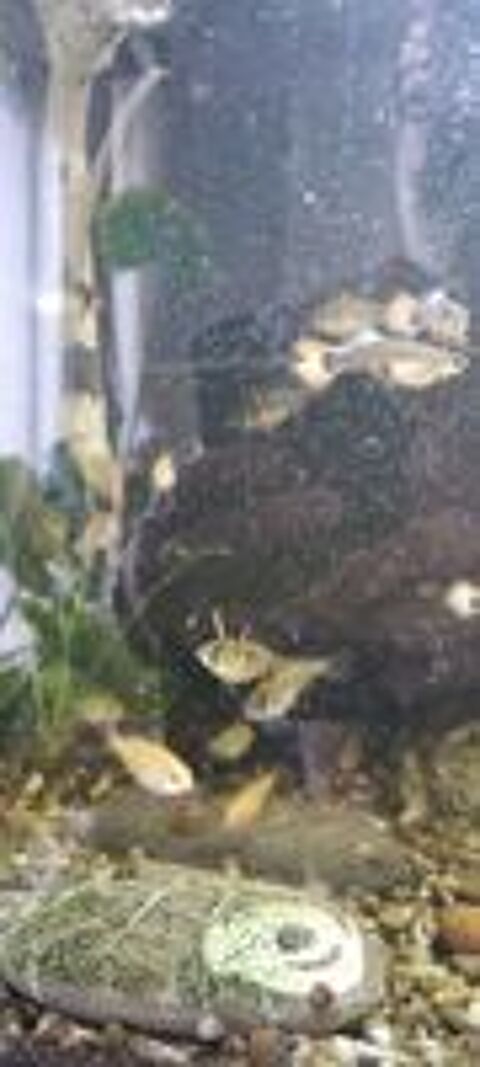   Apistogramma ( microgeophagus)Ramirezi gold et classiques 