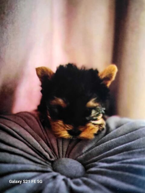 Yorkshire toy 1200 66430 Bompas