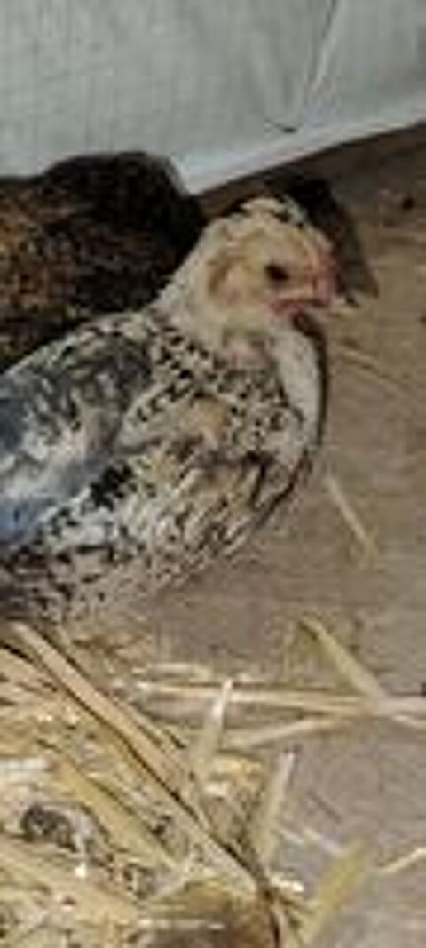  Poussins  d'ornements de deux mois 