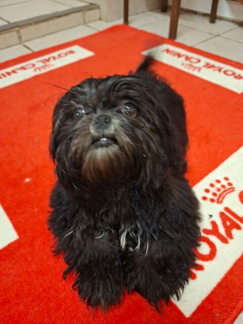 SPLENDIDE SHIH TZU M&agrave;"LE NOIR BLEUTE 520 86400 Civray