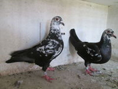   PIGEONS VOYAGEURS PIETRAIN 