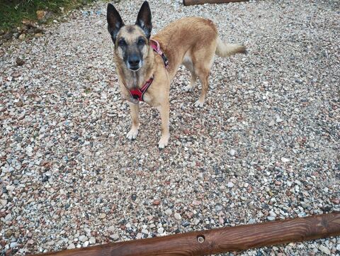 Malinois cherche famille aimante  0 74500 �vian-les-bains