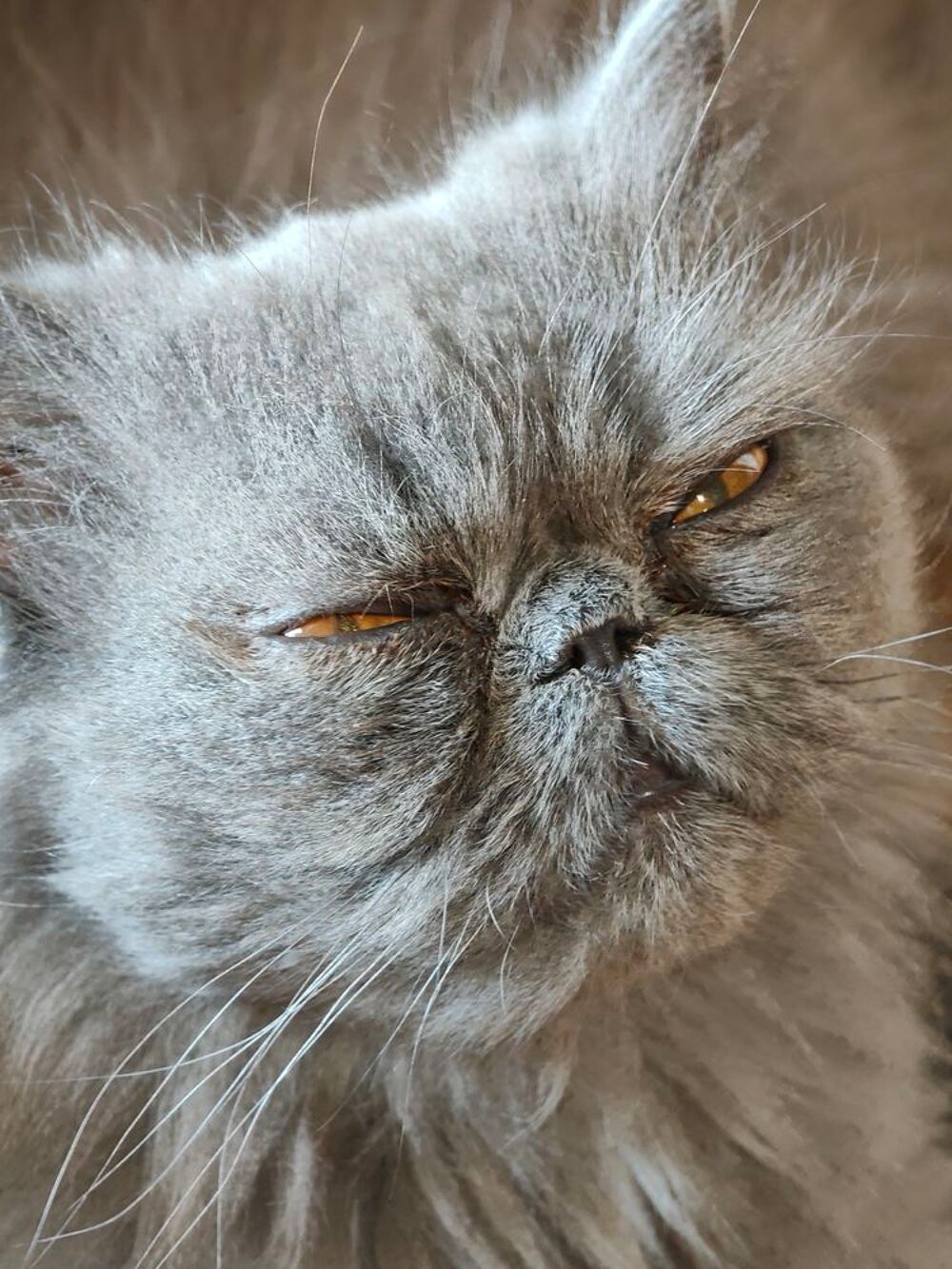   Chatte persan adulte 