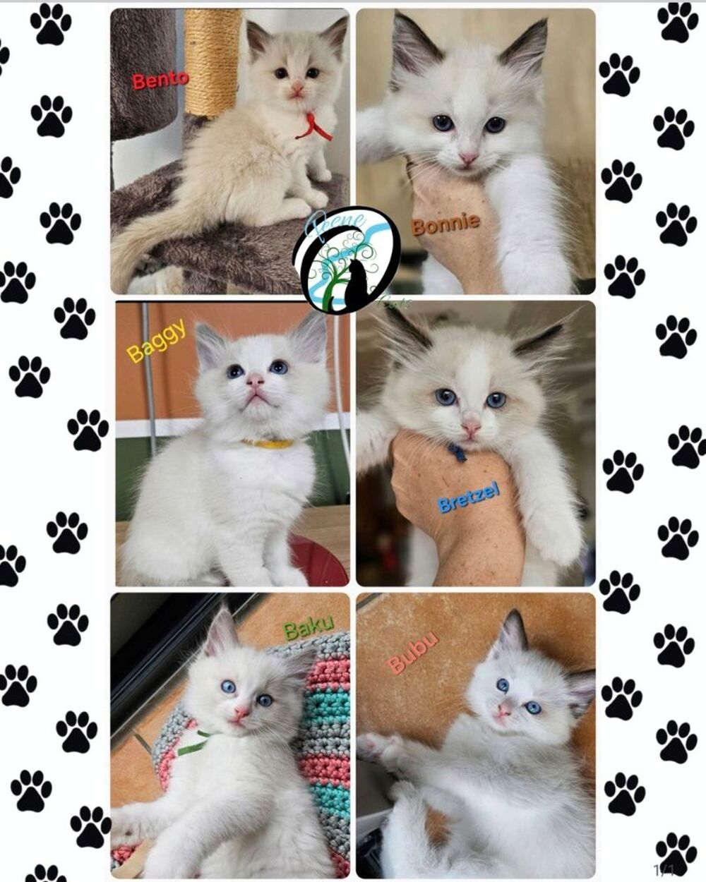   A RESERVER chatons Ragdoll 