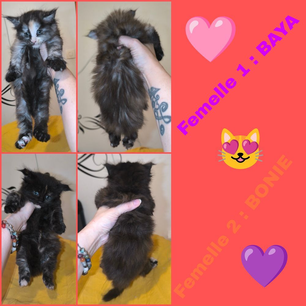   Maine coon loof  