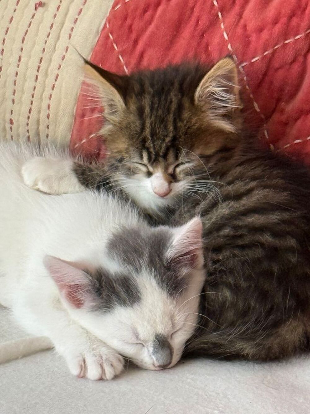   Chatons à donner - vaccinés et pucés - mâle ou femelle.  