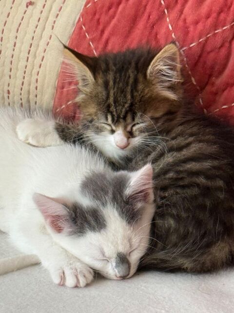 Chatons &agrave; donner - vaccin&eacute;s et puc&eacute;s - m&acirc;le ou femelle.  0 89150 Saint-valérien