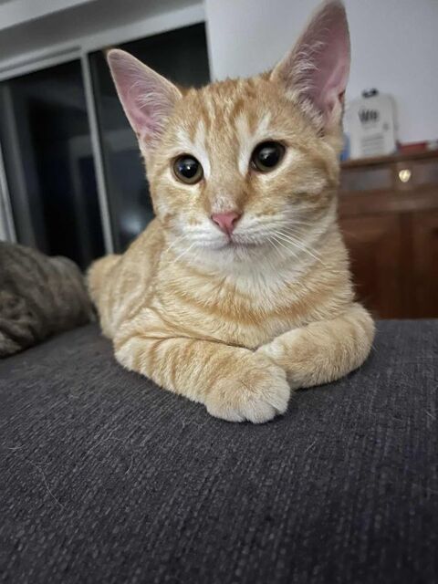 MEZZO, gentil chaton tigr&eacute; roux &agrave; adopter via l'association UMA 160 44650 Leg�