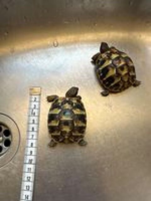   Tortue ? juvénile  