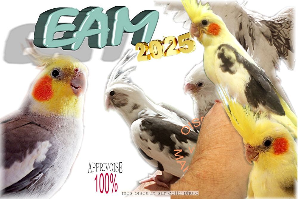   Perruches Calopsittes EAM 