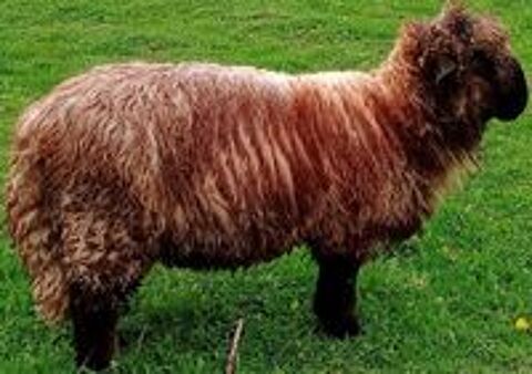   mouton
j 