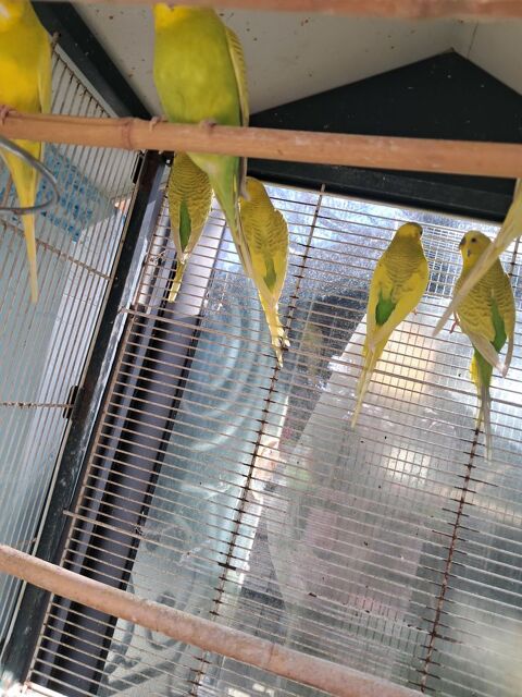 PERUCHES 0 31370 B�rat