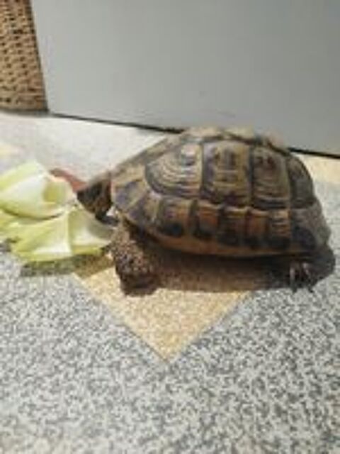   Tortue Herman femelle 