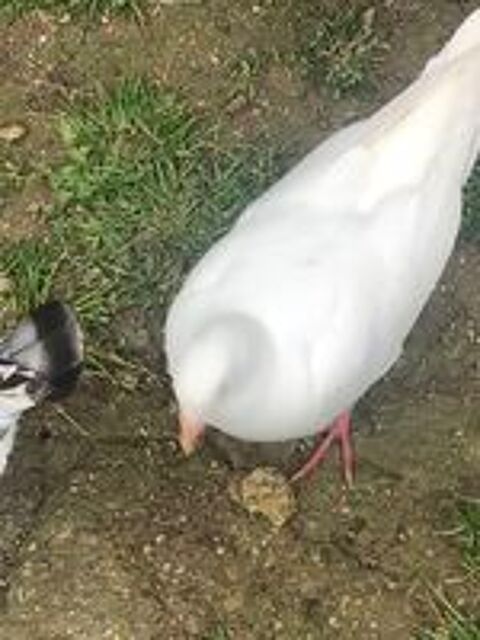   Pigeons Texans ou paon mle ou femelle  