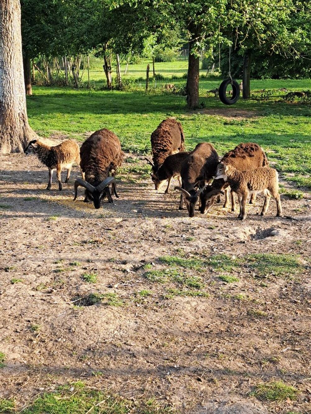   MOUTONS DE SOAY  