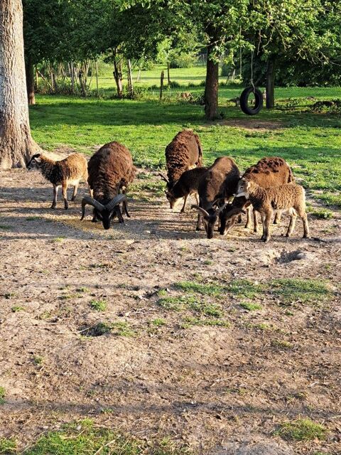 MOUTONS DE SOAY 60 80870 Béhen