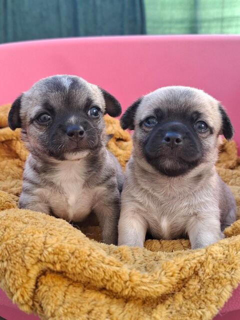 Magnifiques femelles chihuahuas non LOF 800 24000 Prigueux