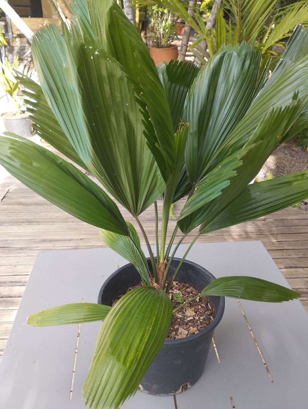 Palmier cuill&egrave;re Jardin